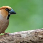 ¿Cómo atraer al grosbeco que se alimenta de nueces (casse-noyales) a tu jardín?