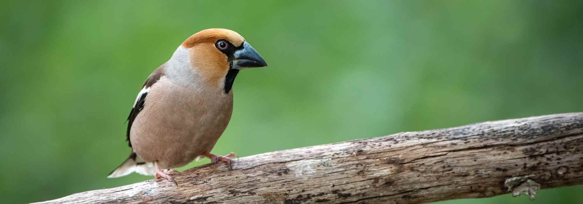 ¿Cómo atraer al grosbeco que se alimenta de nueces (casse-noyales) a tu jardín?