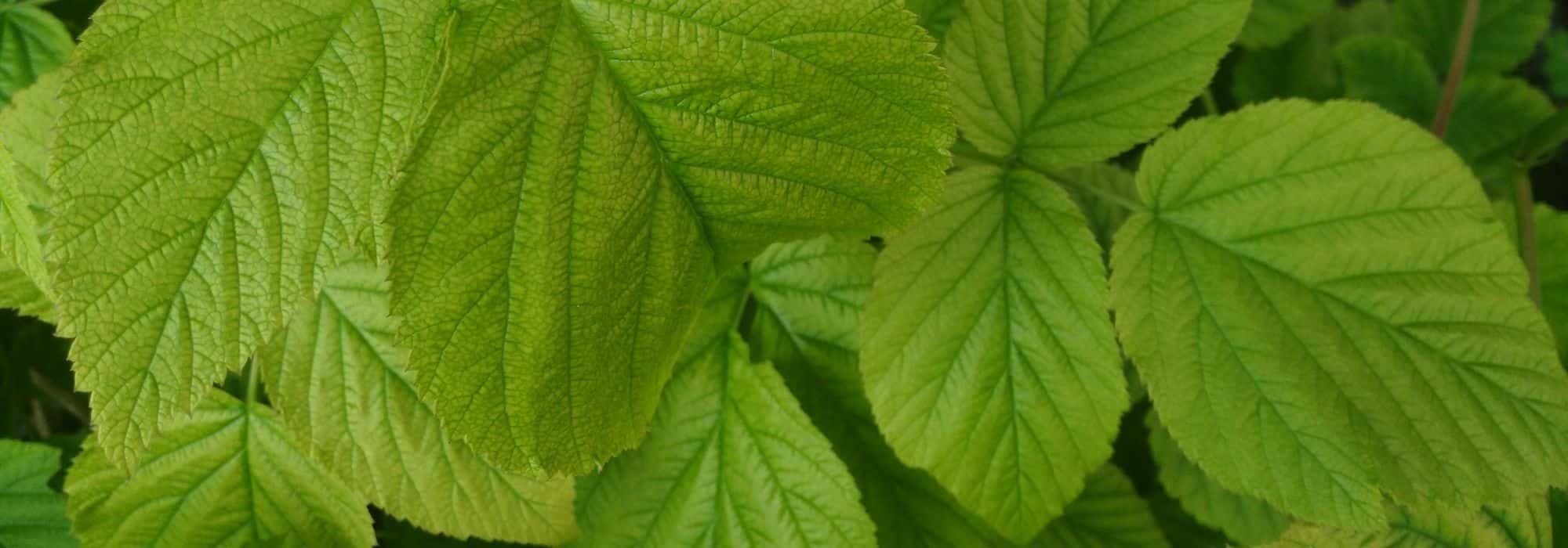 ¿Cómo facilitar la digestión con las hojas de frambuesa común?