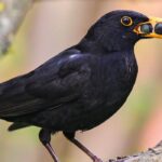 Las mejores bayas para atraer y alimentar a las aves en el jardín