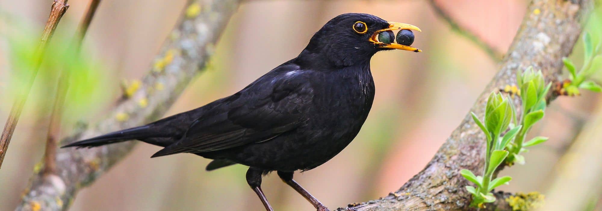 Las mejores bayas para atraer y alimentar a las aves en el jardín