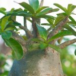 Rosa del desierto, Adenium: enfermedades y parásitos