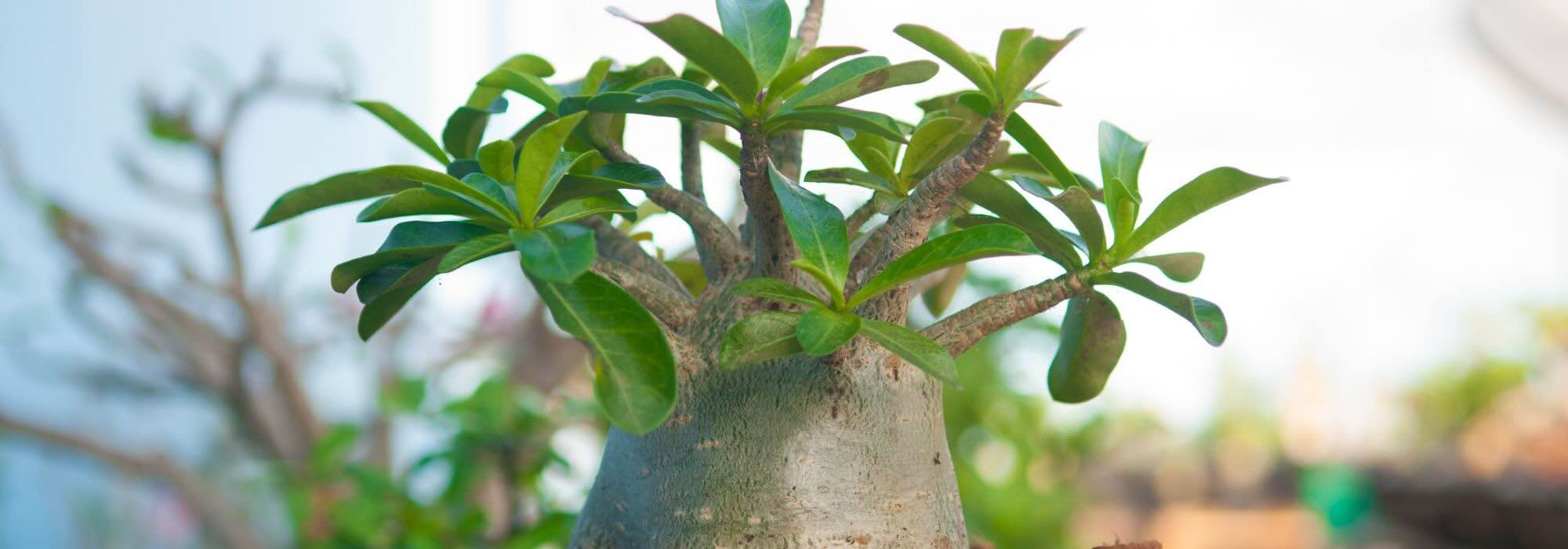 Rosa del desierto, Adenium: enfermedades y parásitos