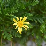 Enfermedades y parásitos del Euryops
