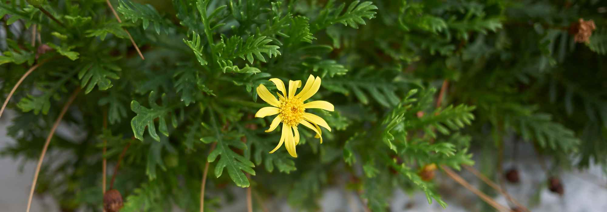 Enfermedades y parásitos del Euryops