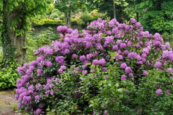 ¿Cómo acodar fácilmente el rododendro?