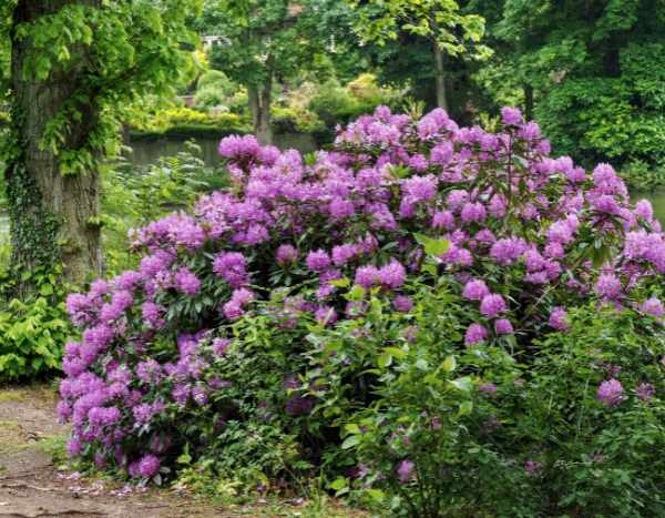 ¿Cómo acodar fácilmente el rododendro?