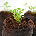 Acabo de recibir mi pedido de plantas anuales en cepellones: ¿qué hago ahora?