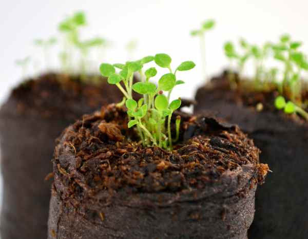 Acabo de recibir mi pedido de plantas anuales en cepellones: ¿qué hago ahora?