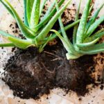 ¿Cómo multiplicar los aloes fácilmente?