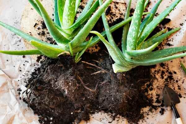 ¿Cómo multiplicar los aloes fácilmente?