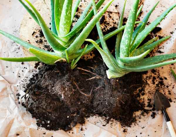 ¿Cómo multiplicar los aloes fácilmente?