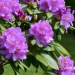 ¿Cómo hacer esquejes de rododendro fácilmente?