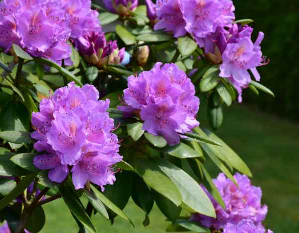 ¿Cómo hacer esquejes de rododendro fácilmente?