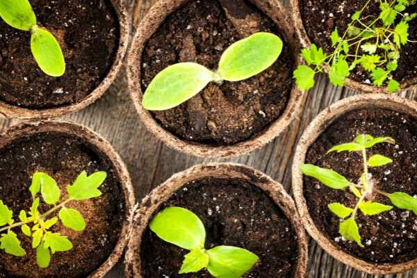 Jardinería para principiantes: lograr tus primeras siembras en 7 sencillos pasos