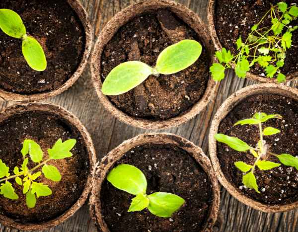 Jardinería para principiantes: lograr tus primeras siembras en 7 sencillos pasos