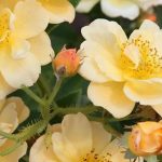 ¡Los rosales trepadores de flores amarillas y naranjas para iluminar el jardín!