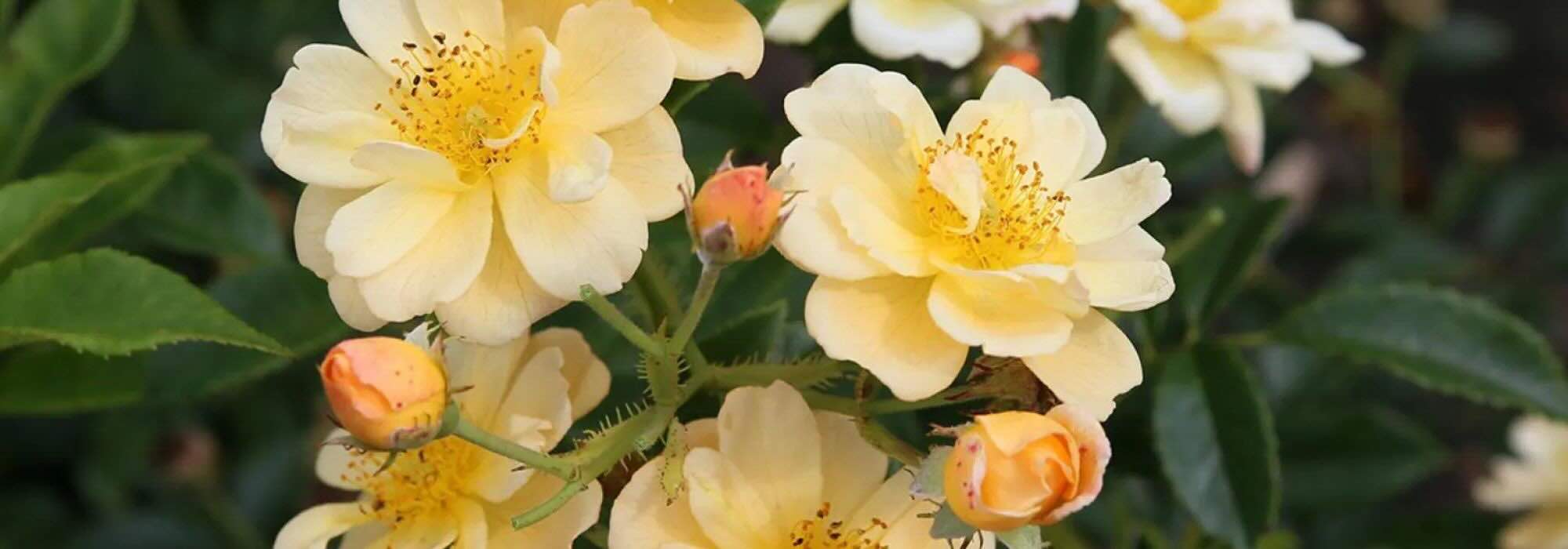 ¡Los rosales trepadores de flores amarillas y naranjas para iluminar el jardín!