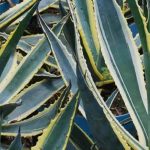 Agaves invasivos: guía práctica para deshacerse de ellos