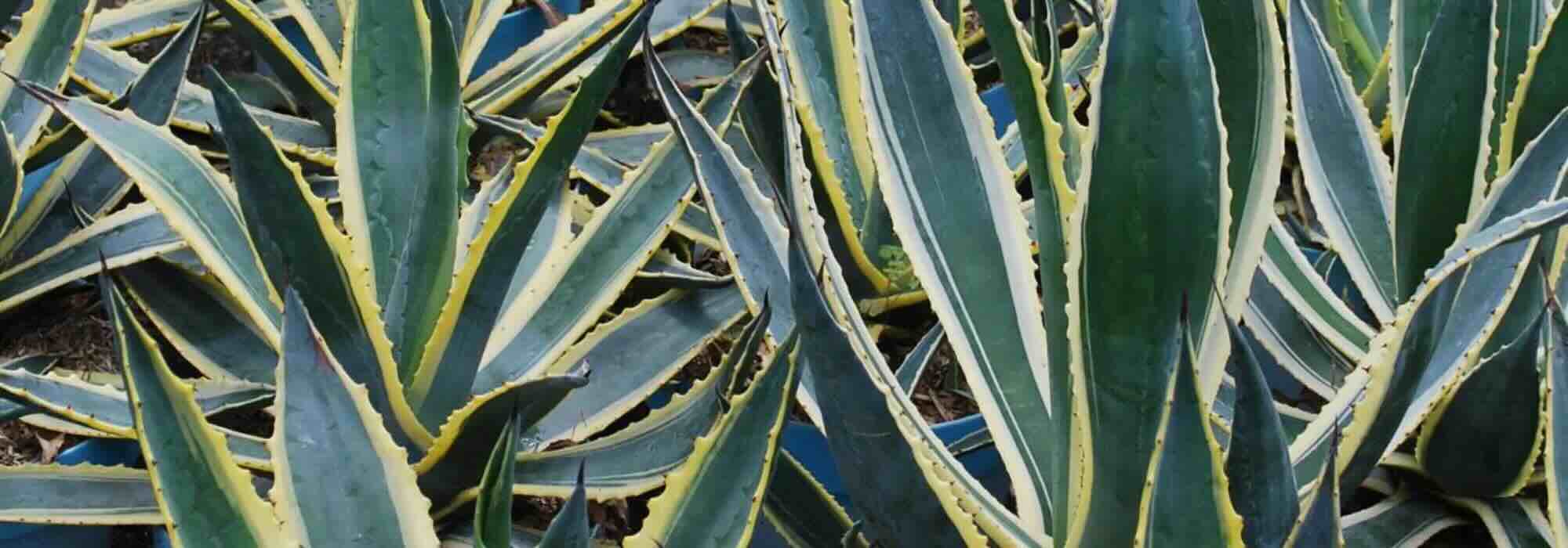 Agaves invasivos: guía práctica para deshacerse de ellos
