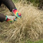 ¿Cuándo y cómo podar el Pasto varilla o Panicum?