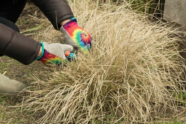 ¿Cuándo y cómo podar el Pasto varilla o Panicum?