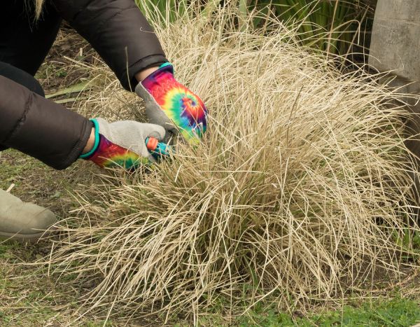 ¿Cuándo y cómo podar el Pasto varilla o Panicum?