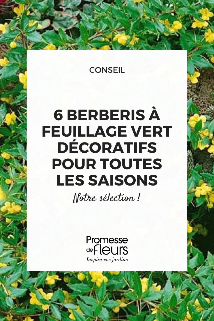 6 Berberis de follaje verde: arbustos robustos y decorativos para todas las estaciones (2) La acedera común 'Chenaultii'