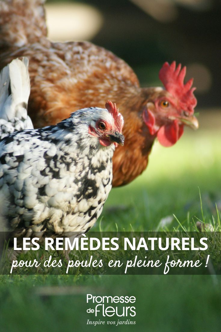 gallinas cuidadas de forma natural