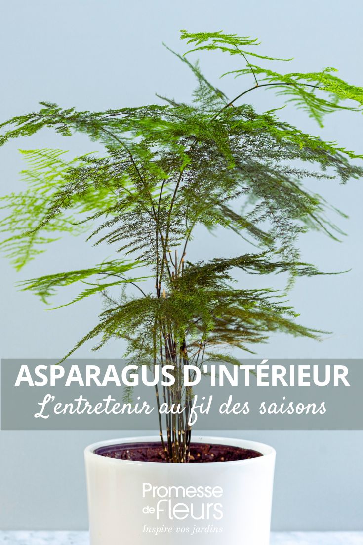 Asparagus de interior: cómo cuidarlo temporada por temporada Espárrago de Sprenger