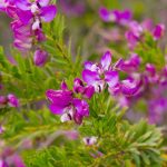 ¿Cómo asociar el Polygala?