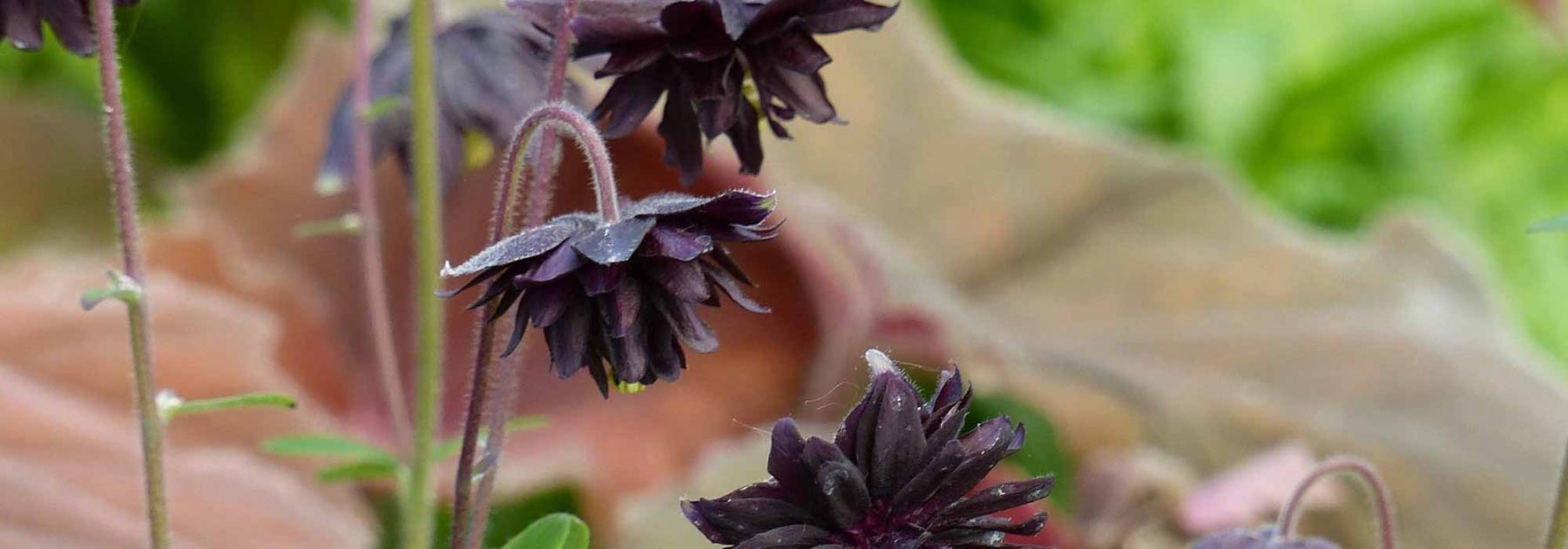 ¿Cómo combinar las viváceas con flores negras?