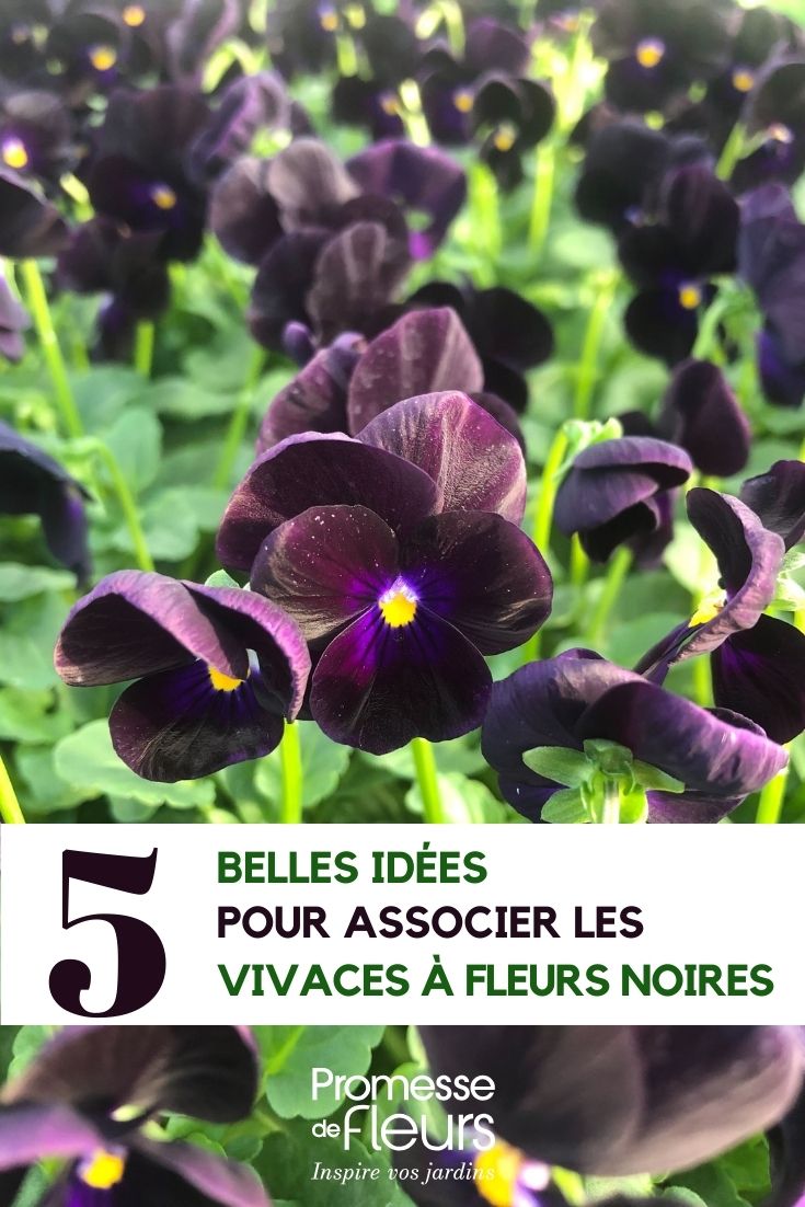 Cómo combinar las vivaces de flores negras Viola Sorbet Black Delight