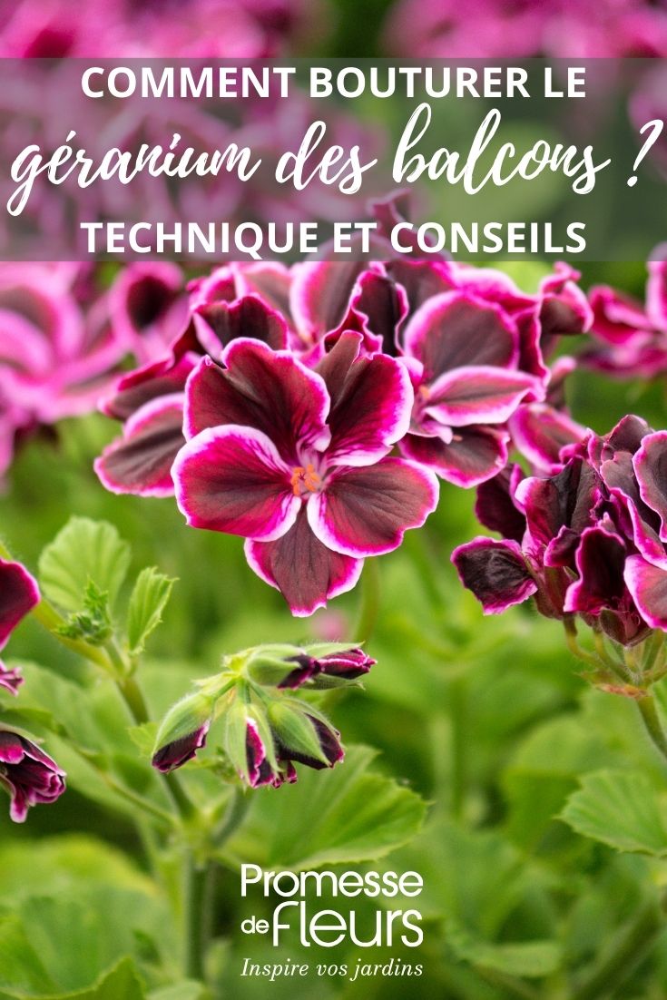 flores de pelargonio