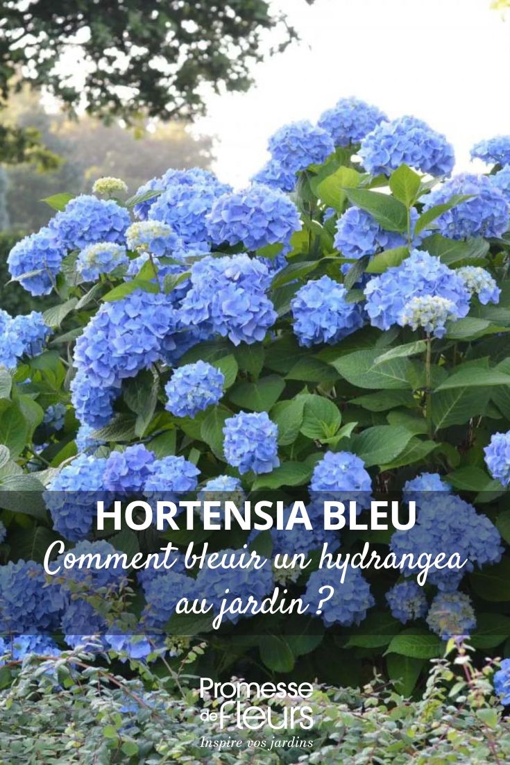 Cómo conseguir una hortensia azul en el jardín hortensia de flores azules