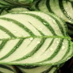Ctenanthe: plantar, cultivar y cuidar