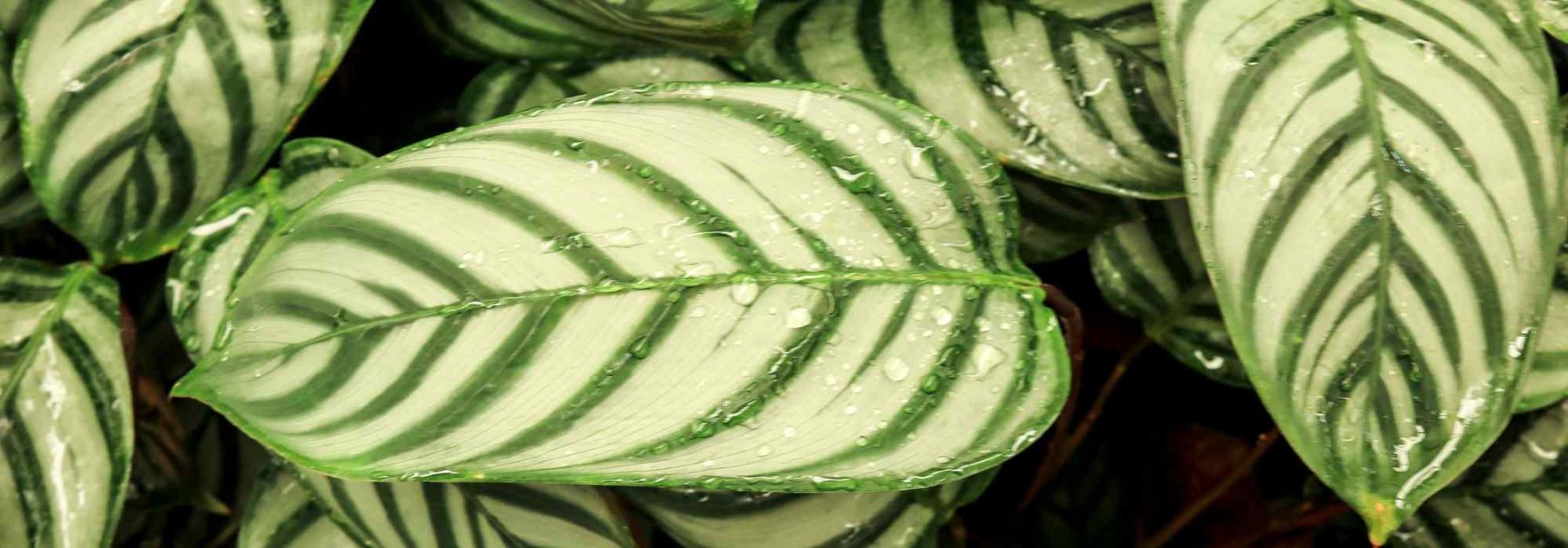 Ctenanthe: plantar, cultivar y cuidar