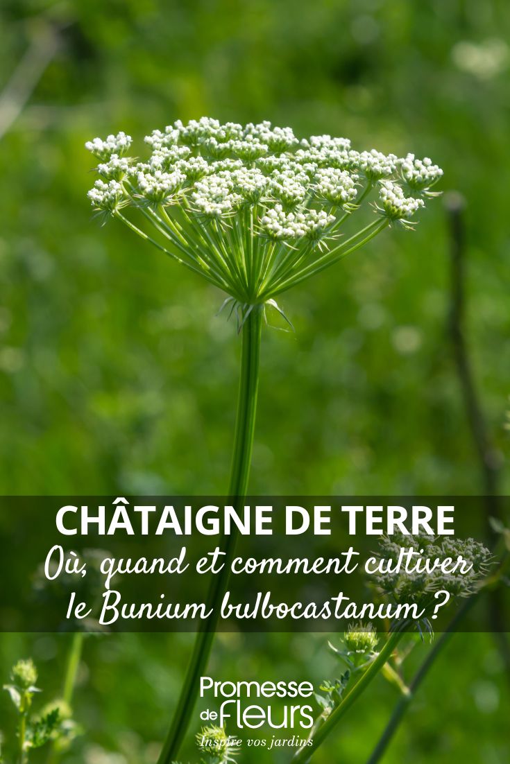 Cultivar la chufa: dónde, cuándo y cómo (1) Bunium bulbocastanum (traducción al español: Bulbocastano o Castaña de tierra)