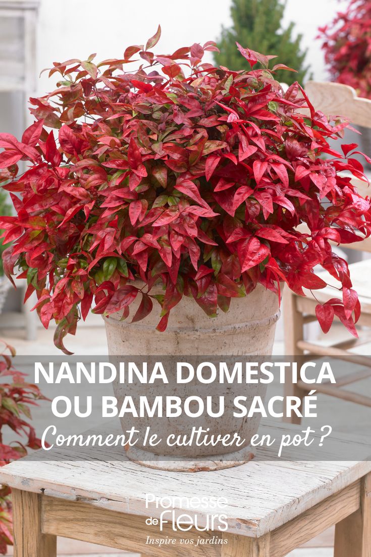 un Nandina domestica en maceta