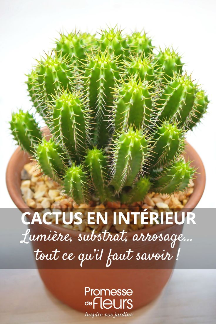 Cultivo de cactus en interior: luz, sustrato, riego... ¡todo lo que necesitas saber! cuidar de los cactus en macetas