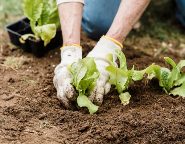 Jardinería para principiantes: cómo trasplantar tus planteros y planteles en 5 sencillos pasos