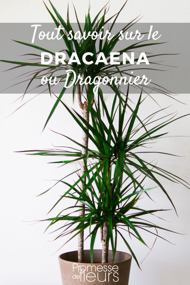 Dracaena: plantación, cultivo y cuidados todo lo que necesitas saber sobre el drago