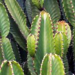 Euphorbia cactus: plantar, cultivar y cuidar