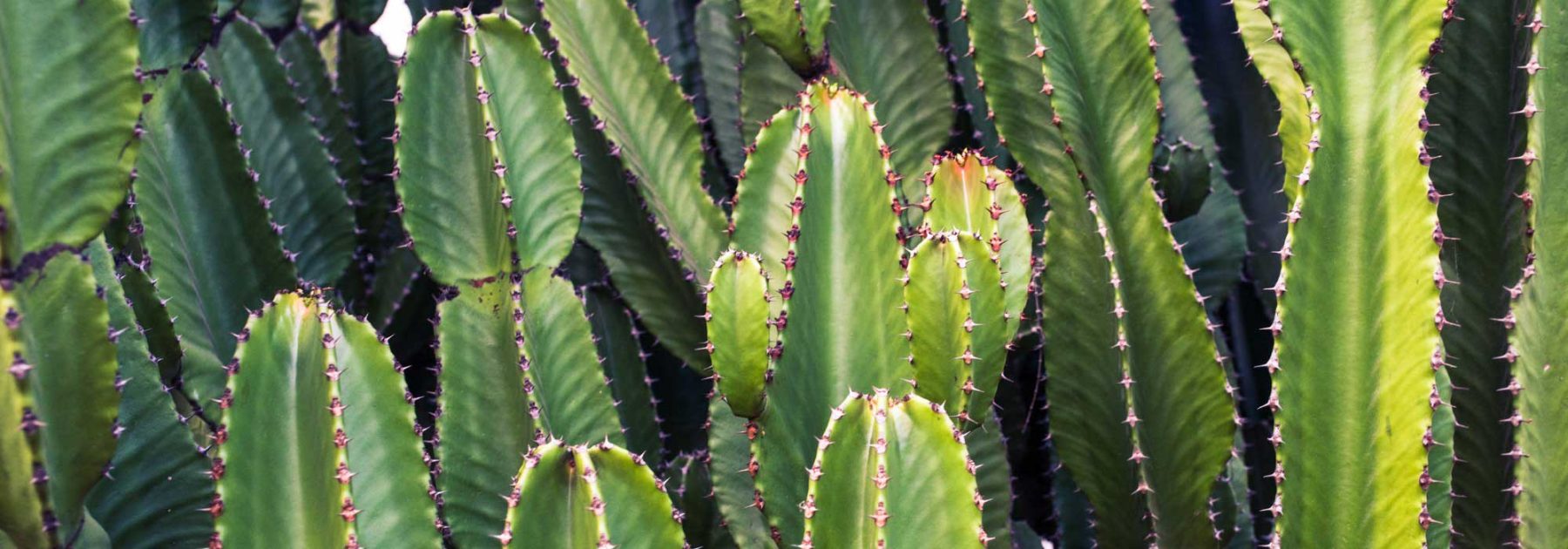 Euforbia cactus: plantar, cultivar y cuidar