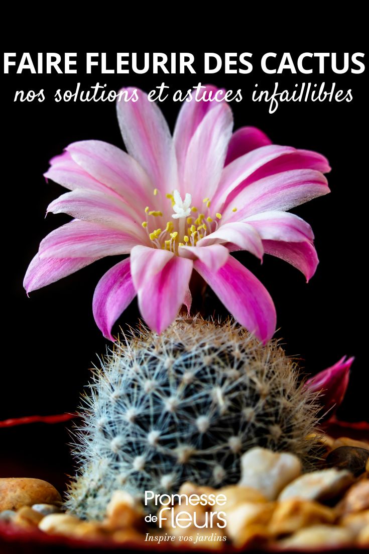 Hacer florecer cactus: nuestras soluciones y consejos infalibles nuestros consejos para hacer florecer los cactus