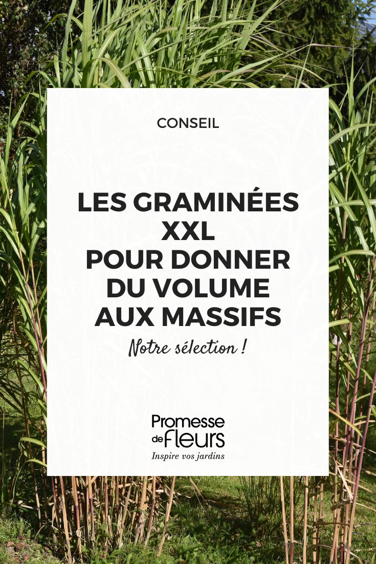 Gramíneas XXL: las variedades imprescindibles para dar volumen a los macizos Gramíneas XXL: las variedades imprescindibles para dar volumen a los macizos