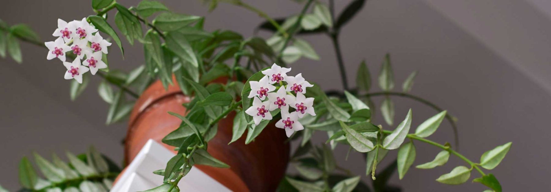 Hoya, Echeveria: Cultivo y cuidados