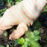 Jardinería para principiantes: ¿cómo deshierbar fácilmente y sin productos químicos?