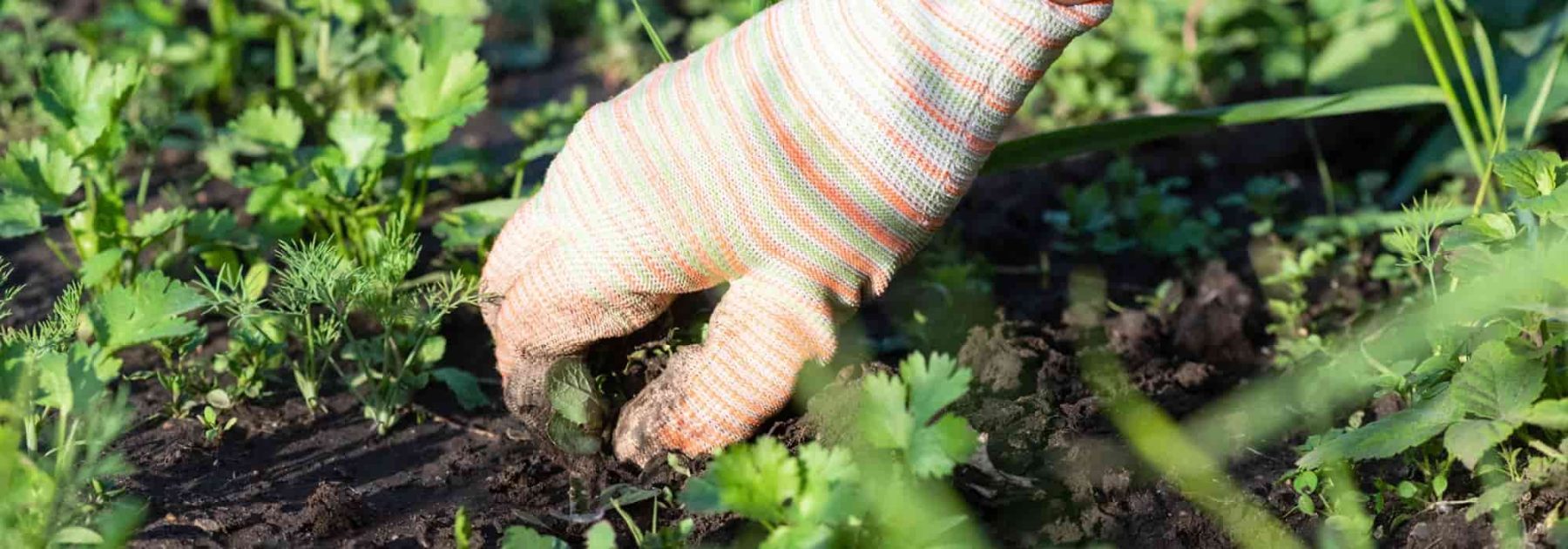 Jardinería para principiantes: ¿cómo deshierbar fácilmente y sin productos químicos?