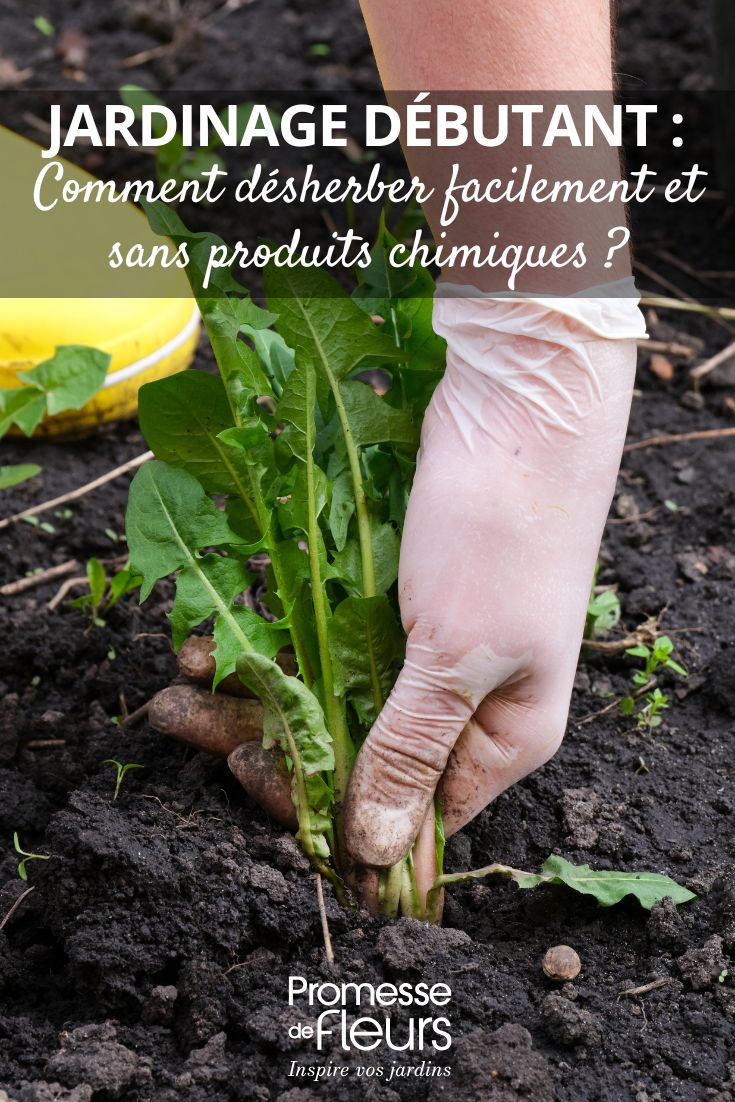 Jardinería para principiantes: cómo desherbar fácilmente y sin productos químicos 2 arrancar las malas hierbas: nuestros consejos